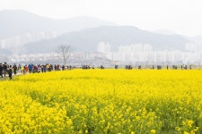 대저생태공원 - 출사지 소식 출사코리아