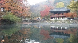 오늘  백양사 쌍계루 단풍 상황 - 출사지 소식 출사코리아