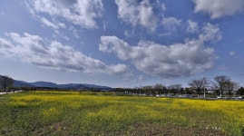반월성 유채가 좋습니다 !! - 출사지 소식 출사코리아