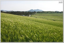 5/6일 고창 학원농장 유채꽃 만개~~~ - 출사지 소식 출사코리아