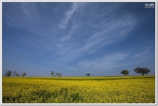 5/6일 고창 학원농장 유채꽃 만개~~~ - 출사지 소식 출사코리아