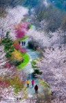 오늘의 경화역과 드림로드 - 출사지 소식 출사코리아