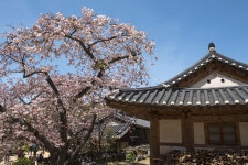 개심사 - 출사지 소식 출사코리아