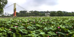 오늘아침 덕진공원 개화현황입니다. - 출사지 소식 출사코리아