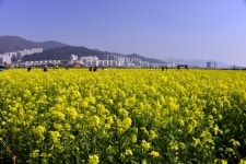 부산 대저생태공원 풍경 - 출사지 소식 출사코리아