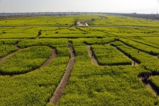 부산 대저생태공원 풍경 - 출사지 소식 출사코리아