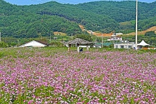 하동 북천 코스모스 - 출사지 소식 출사코리아