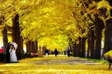 오늘(11/07)오후 현충사 입구 은행나무길 상황입니다.. - 출사지 소식 출사코리아