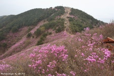 4월 13일 천주산 다녀 왔읍니다. - 출사지 소식 출사코리아