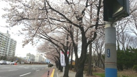 창원대로 벚꽂 개화상태 - 출사지 소식 출사코리아