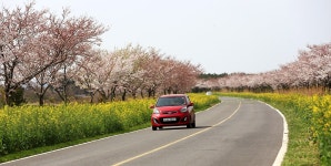 제주/ 녹산로 - 출사지 소식 출사코리아