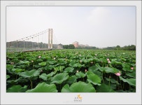 7월1일 전주덕진공원 상황입니다 - 출사지 소식 출사코리아