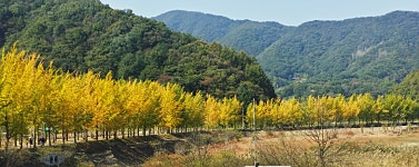 문광저수지 은행나무 - 출사지 소식 출사코리아