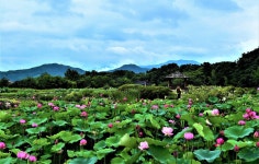 함양  상림공원 蓮 消息 - 출사지 소식 출사코리아