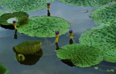함양 상림의 가시연 - 출사지 소식 출사코리아