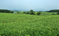 고창 학원농장 해바라기 꽃 7월20일현재 개화 상황 입니다 - 출사지 소식 출사코리아