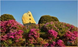 백양산 철쭉 - 출사지 소식 출사코리아