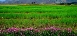 평사리의 현상황 (4월 12일) - 출사지 소식 출사코리아