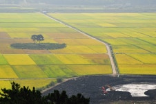 평사리 상황 - 출사지 소식 출사코리아