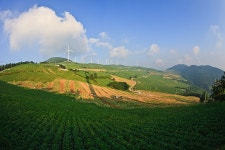 태백 매봉산 바람의 언덕 고냉지 배추는 수확중 입니다. - 출사지 소식 출사코리아