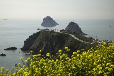 오늘 오륙도유채꽃 - 출사지 소식 출사코리아