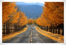 경주 통일전 은행나무길 : 오늘 오전 8시 상황입니다. - 출사지 소식 출사코리아