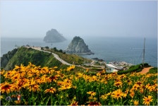 해파랑길에 루드베키아가 활짝 피었네요. - 출사지 소식 출사코리아