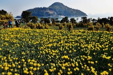 공곶이 수선화 - 출사지 소식 출사코리아