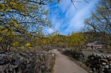 대율마을의 산수유 - 출사지 소식 출사코리아