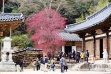 구례 화엄사 흑매소식 (보충) - 출사지 소식 출사코리아