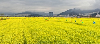 대저 생태공원 유채꽃 현황 - 출사지 소식 출사코리아