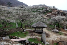 광양매화마을 마지막 개화 소식 - 출사지 소식 출사코리아