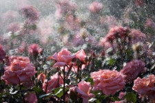 도당동 장미공원 - 출사지 소식 출사코리아