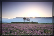 평사리의 또다른 모습~! - 출사지 소식 출사코리아