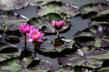 요즘 시흥 관곡지는? - 출사지 소식 출사코리아