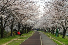 삼락둑 벚꽃과 대저 유채 상황(03.30) - 출사지 소식 출사코리아