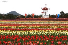 임자도 튤립 축제-4월17일 금~19일 일요일 - 출사지 소식 출사코리아