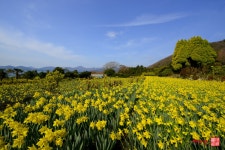 거제 공곶이 수선화 - 출사지 소식 출사코리아