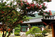 상주 남장사 배롱나무 끝물입니다 - 출사지 소식 출사코리아
