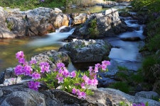 분계천 수달래 - 출사지 소식 출사코리아