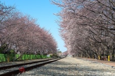 진해 경화역,여좌천 소식 전합니다. - 출사지 소식 출사코리아