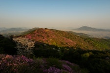 강화 고려산 진달래 이젠 늦었습니다. - 출사지 소식 출사코리아