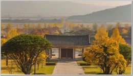 통일전 은행나무와 장안사의 오늘 상황 - 출사지 소식 출사코리아