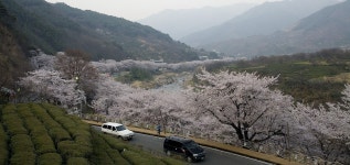 썽계사 십리벗꽃 - ㅊ ㅓ ㄹ ㅣ 갤러리 출사코리아