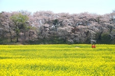 반월성의 유채 - ㅊ ㅓ ㄹ ㅣ 갤러리 출사코리아