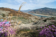 매화마을,,,다른 각도 - ㅊ ㅓ ㄹ ㅣ 갤러리 출사코리아