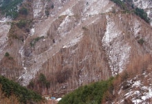 삼동치 자작나무 - 예비 출사지정보 출사코리아