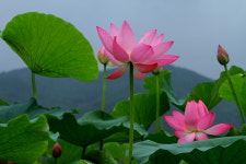 용인 농촌테마파크 - 추천갤러리 출사코리아