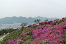 산행기 - 백양산 철쭉 (부산)