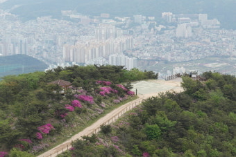 산행기 - 백양산 철쭉 (부산)